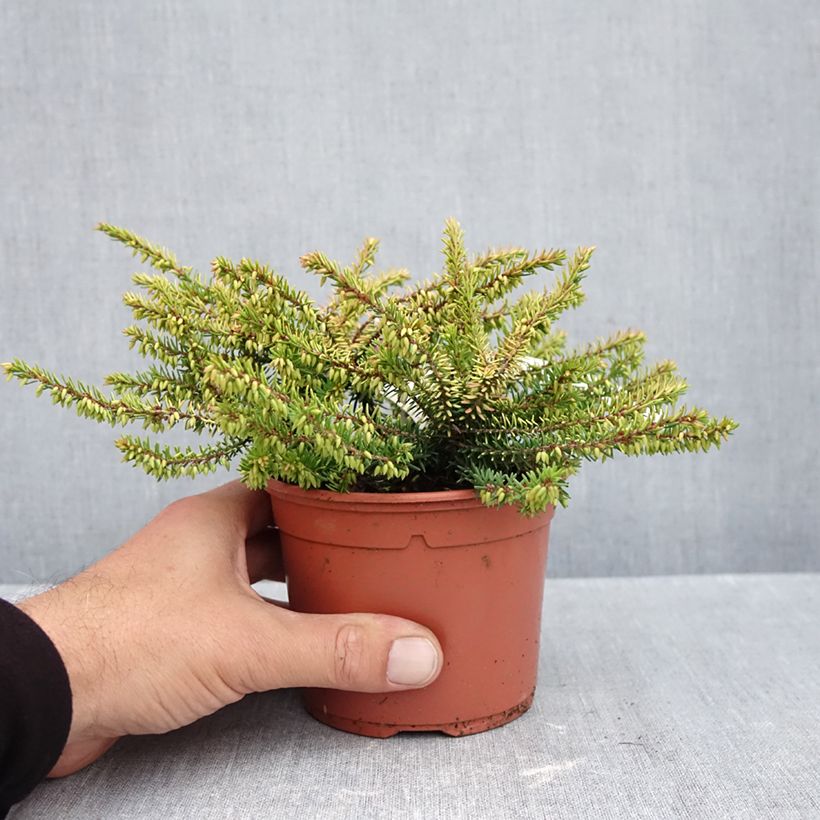 Erica darleyensis Winter Belles Tylou - Winter Heath 1L/1.5L pot sample as delivered in autumn