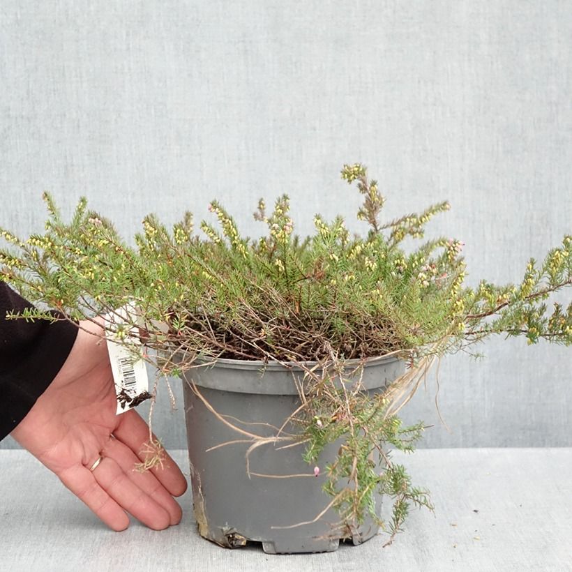 Darley Heath - Erica darleyensis Furzey 2L/3L pot sample as delivered in autumn