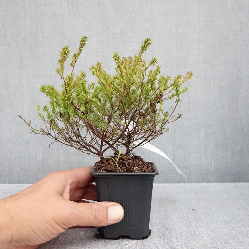 Erica carnea Ruby Glow - Winter Heath 8/9 cm pot sample as delivered in autumn