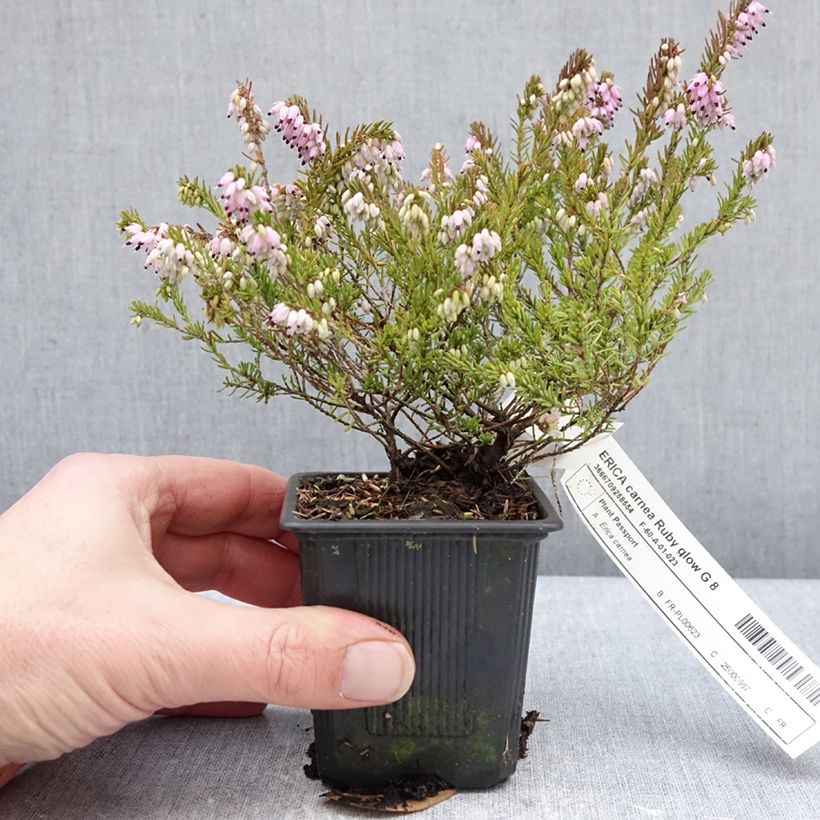 Erica carnea Ruby Glow - Winter Heath 8/9 cm pot sample as delivered in winter