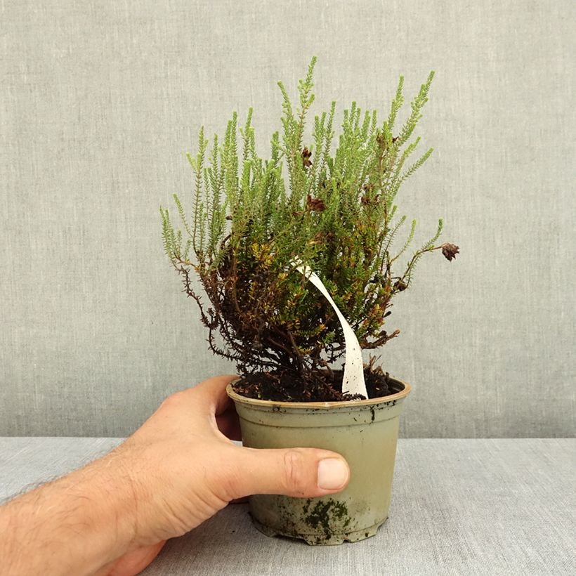 Erica tetralix Alba 10cm/11cm pot sample as delivered in summer
