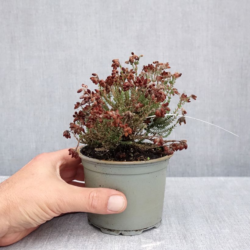Erica tetralix Con Underwood - Cross-leaved heath 10cm/11cm pot sample as delivered in autumn