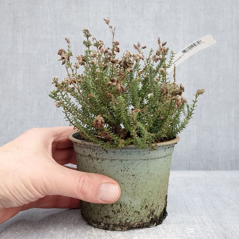 Erica tetralix Con Underwood - Cross-leaved heath 12cm pot sample as delivered in winter