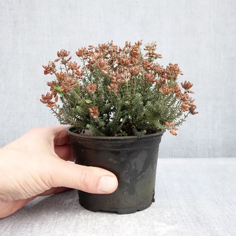Erica tetralix Tina 12cm pot sample as delivered in winter