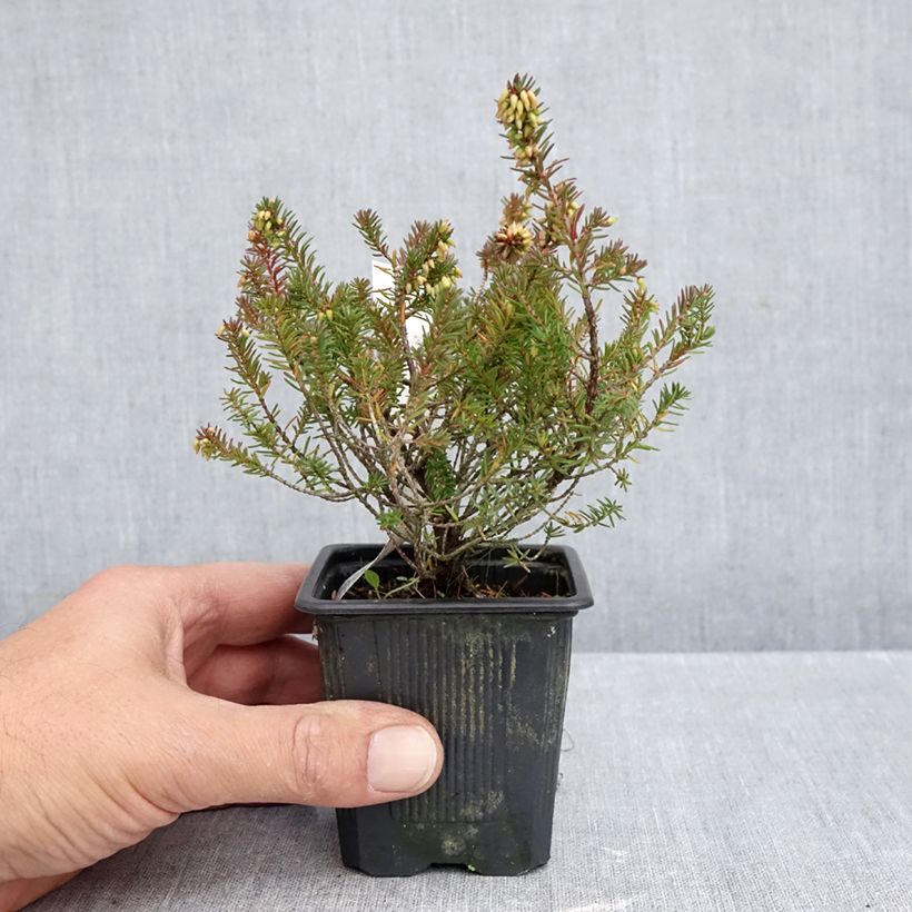 Erica carnea Eva - Winter Heath 8/9 cm pot sample as delivered in autumn