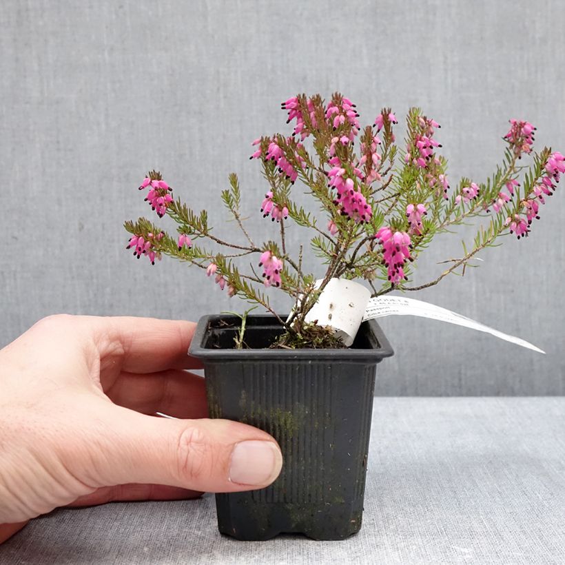 Erica carnea Eva - Winter Heath 8/9 cm pot sample as delivered in winter
