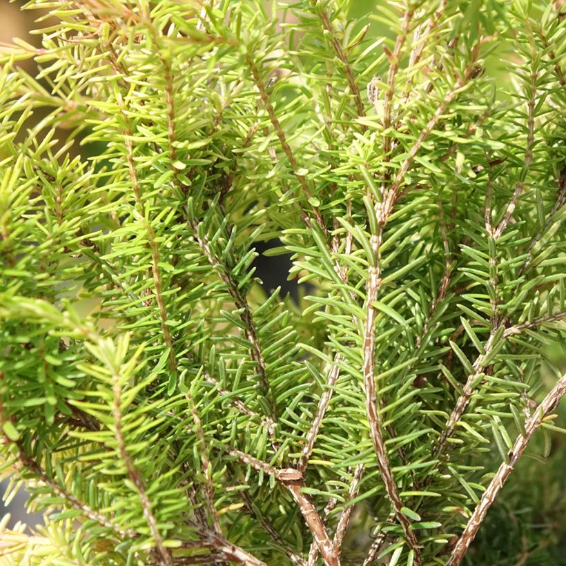 Erica carnea f. aureifolia Foxhollow - Winter Heath (Foliage)
