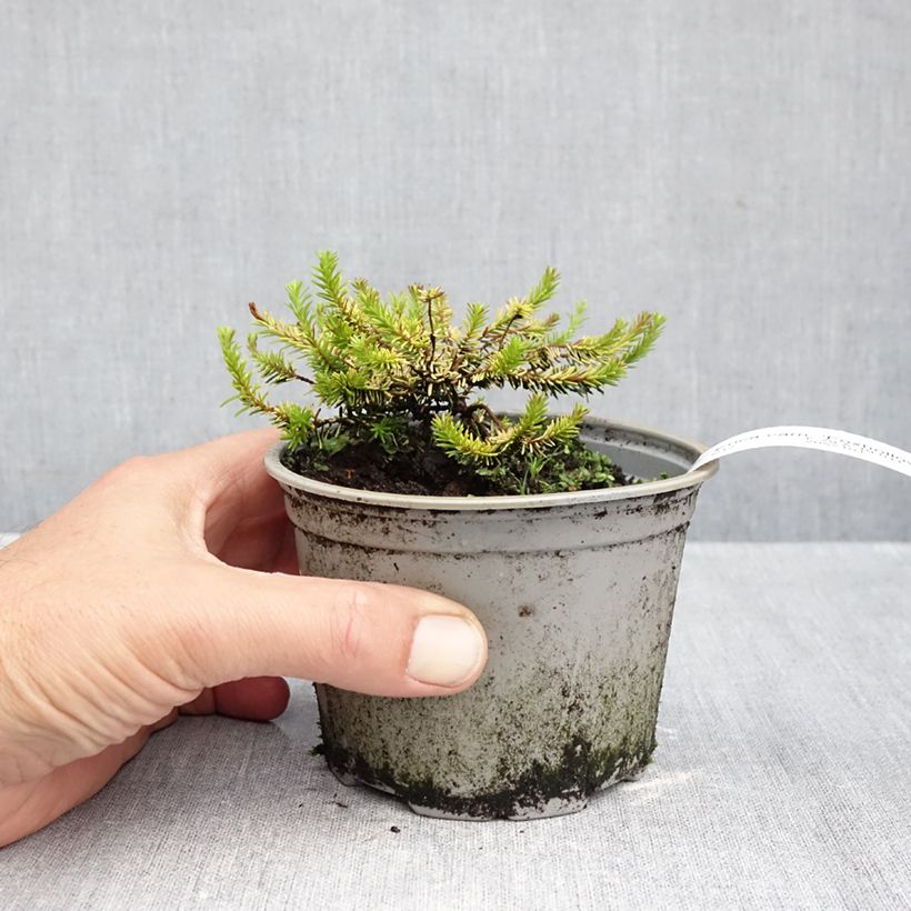 Erica carnea f. aureifolia Foxhollow - Winter Heath 12cm pot sample as delivered in autumn