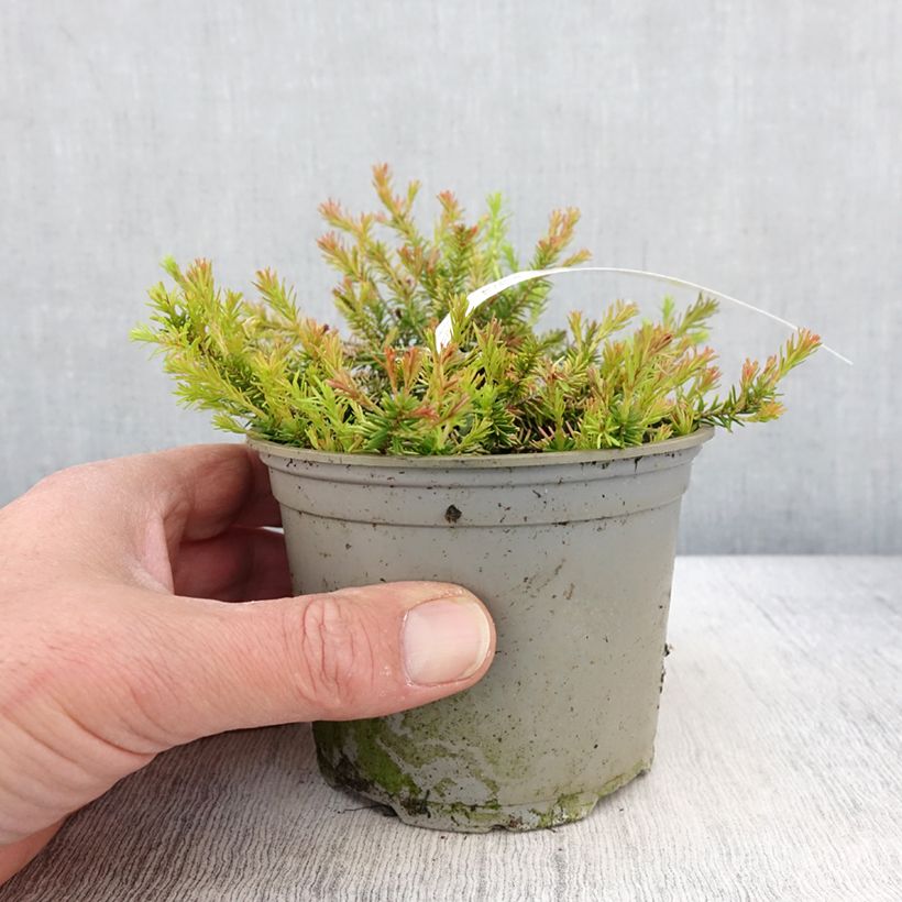 Erica carnea f. aureifolia Foxhollow - Winter Heath 12cm pot sample as delivered in spring