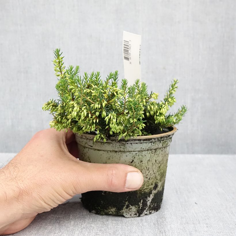 Erica carnea Isabell - Winter Heath 12cm pot sample as delivered in autumn