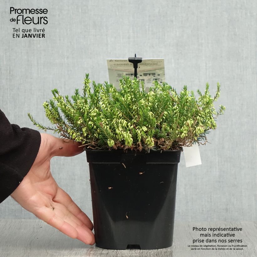 Erica carnea Isabell - Winter Heath 2L/3L pot sample as delivered in winter