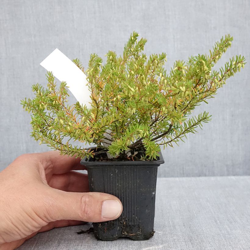 Snow heather - Erica carnea Jenny Porter 8/9 cm pot sample as delivered in autumn
