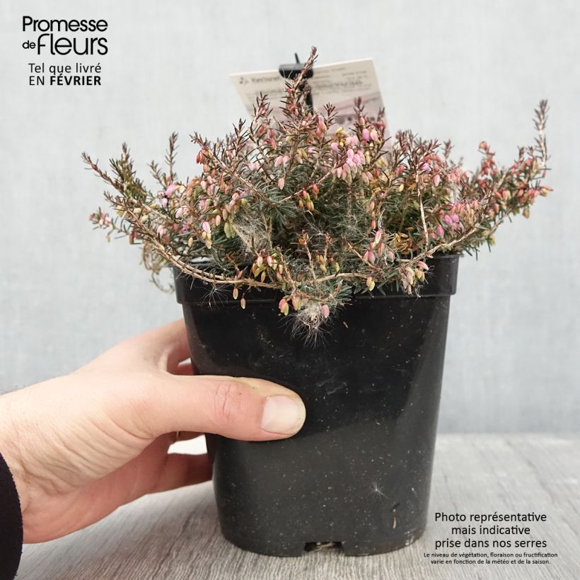 Erica carnea Myretoun Ruby - Winter Heath 1.5L/2L pot sample as delivered in winter