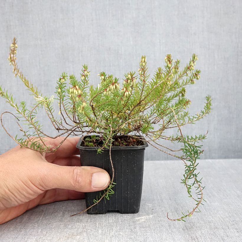 Erica carnea Springwood Pink 8/9 cm pot sample as delivered in autumn