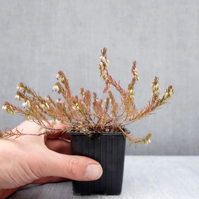 Erica carnea Springwood Pink 8/9 cm pot sample as delivered in winter