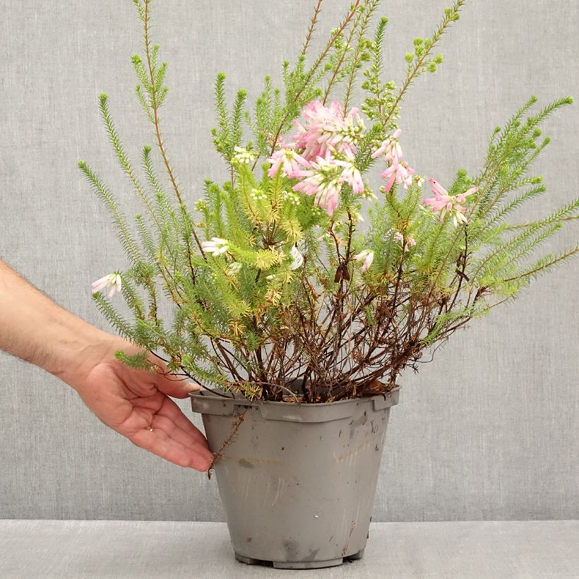 Erica verticillata - Cape Heath 4L/5L pot sample as delivered in summer