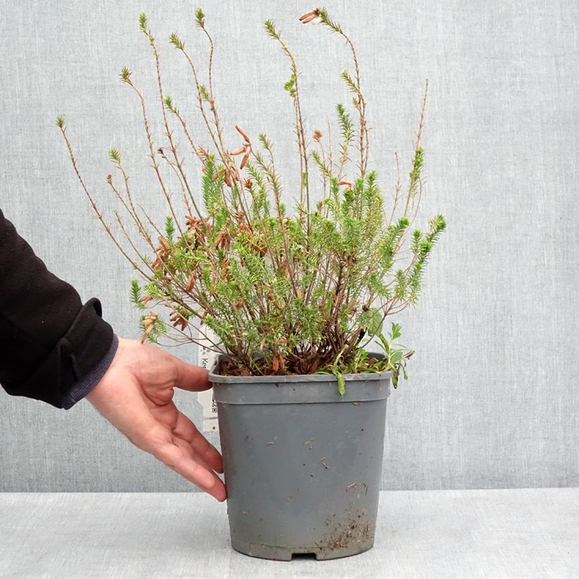 Erica verticillata - Cape Heath 4L/5L pot sample as delivered in spring