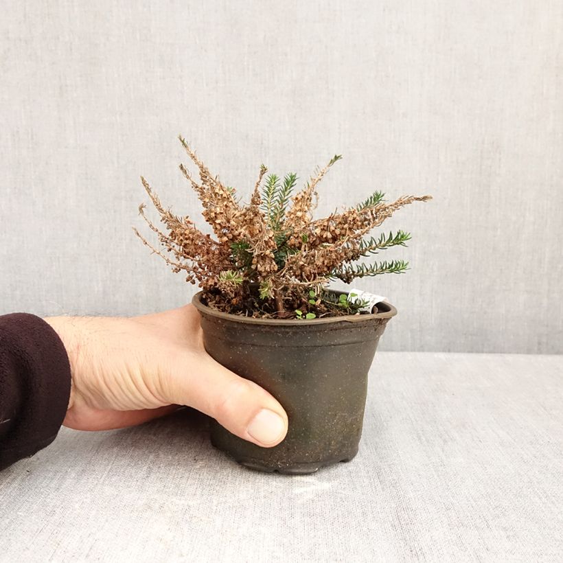 Erica vagans Holden Pink 12cm pot sample as delivered in autumn