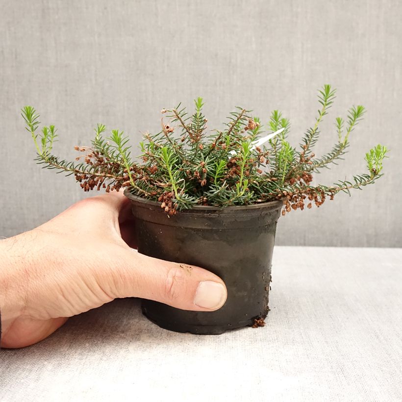 Erica vagans Holden Pink 12cm pot sample as delivered in spring