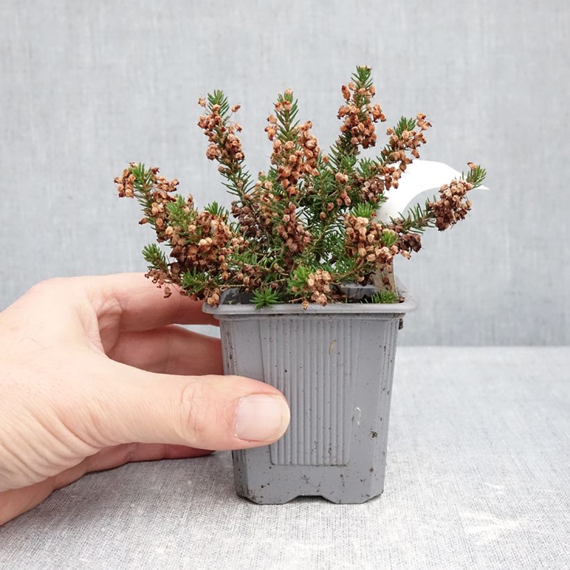 Erica vagans Mrs D.F. Maxwell - Cornish Heath 8/9 cm pot sample as delivered in winter