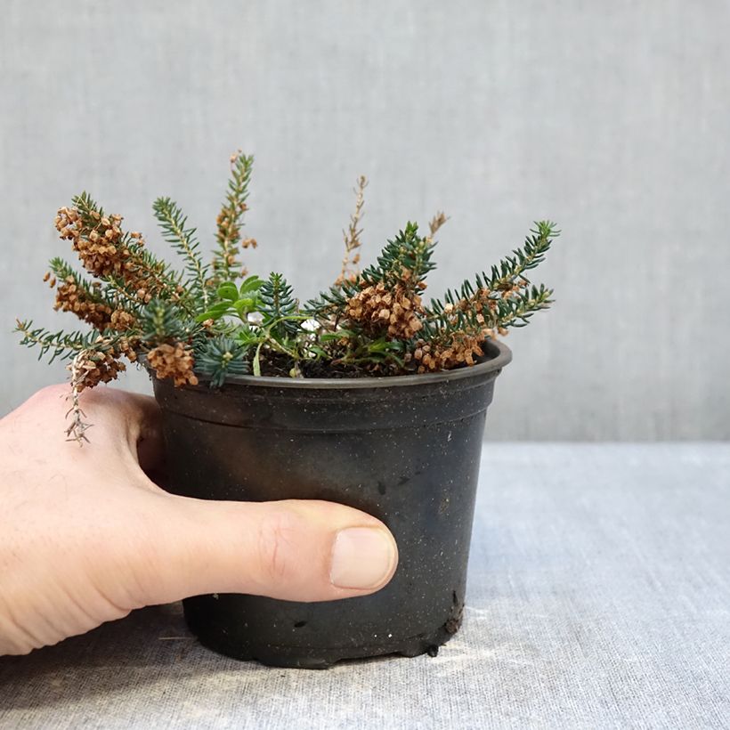 Erica vagans Pyrenees Pink 12cm pot sample as delivered in winter