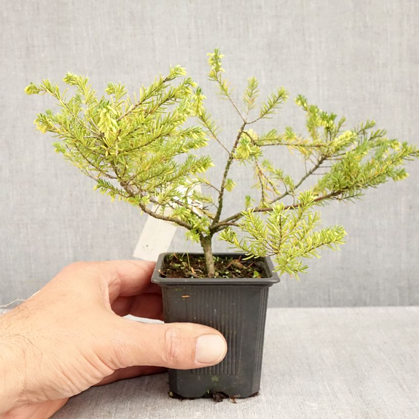 Erica vagans 'White Rocket' 8/9 cm pot sample as delivered in autumn