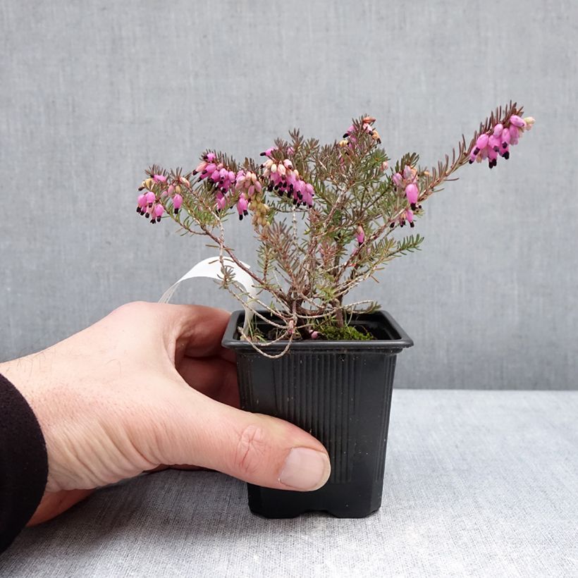 Erica darleyensis Winter Belles Lucie - Winter Heath 8/9 cm pot sample as delivered in winter