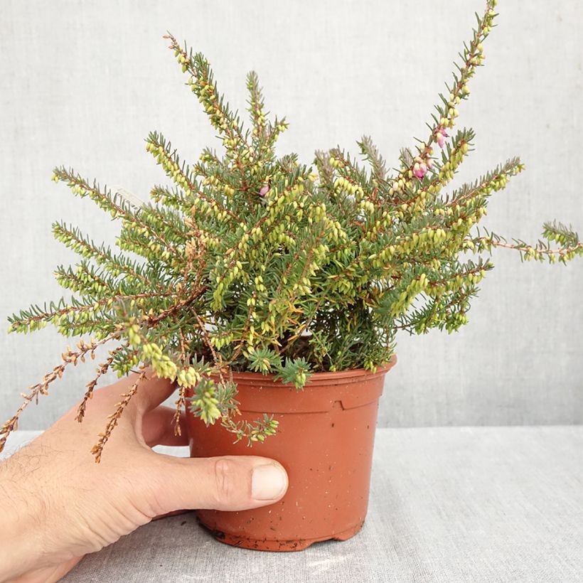 Erica darleyensis Winter Belles Lucie - Winter Heath 1L/1.5L pot sample as delivered in autumn