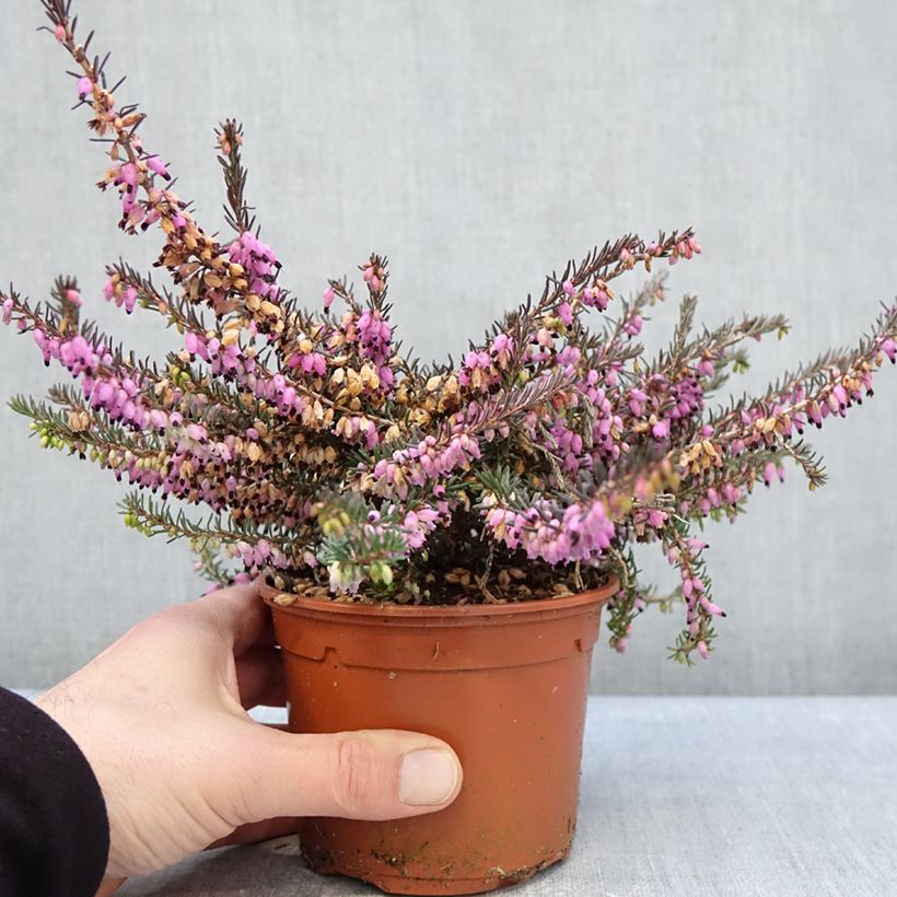 Erica darleyensis Winter Belles Lucie - Winter Heath 1L/1.5L pot sample as delivered in winter