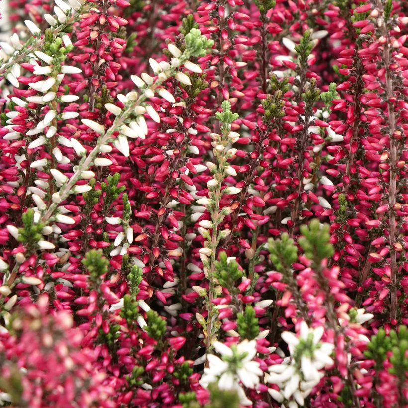 Calluna vulgaris Garden Girls Trio - Heather (Flowering)