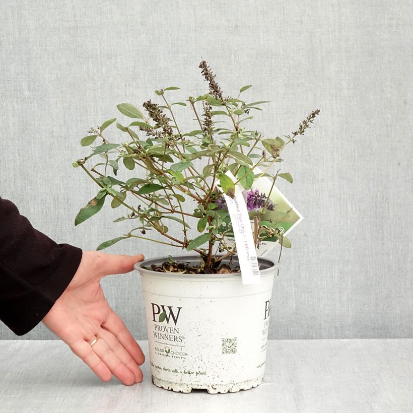 Buddleia Blue Chip Jr - Butterfly Bush 2L/3L pot sample as delivered in autumn
