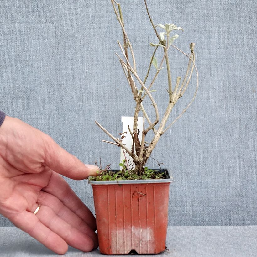 Buddleia davidii Adonis Blue - Butterfly Bush 8/9 cm pot sample as delivered in autumn