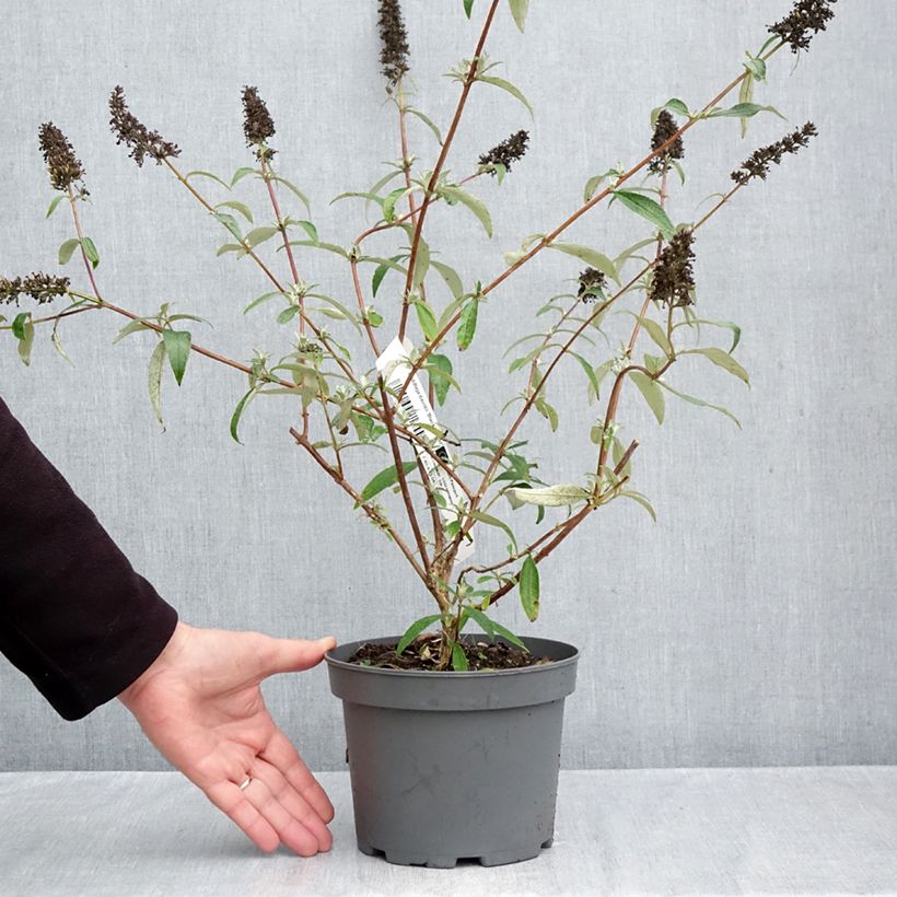 Buddleia davidii Black Knight - Butterfly Bush 2L/3L pot sample as delivered in autumn
