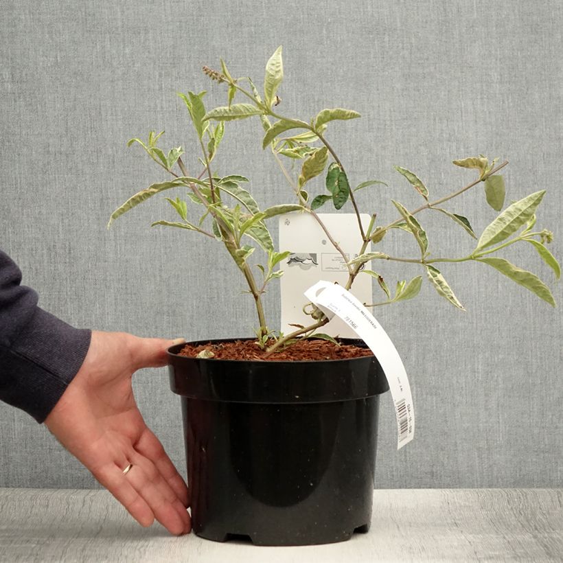 Buddleia davidii Masquerade - Butterfly Bush 3L/4L pot sample as delivered in summer