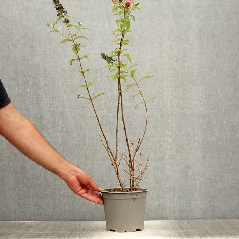 Buddleja davidii Pink Panther - Butterfly Bush 2L/3L pot sample as delivered in summer