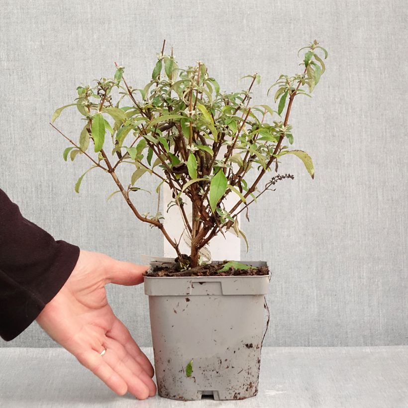 Buddleja davidii Reve de Papillon Blue - Butterfly bush 2L/3L pot sample as delivered in autumn