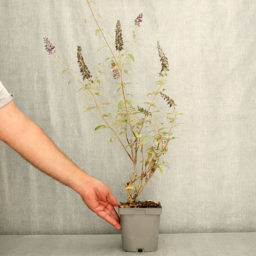 Buddleja davidii Reve de Papillon Blue - Butterfly bush 2L/3L pot sample as delivered in summer
