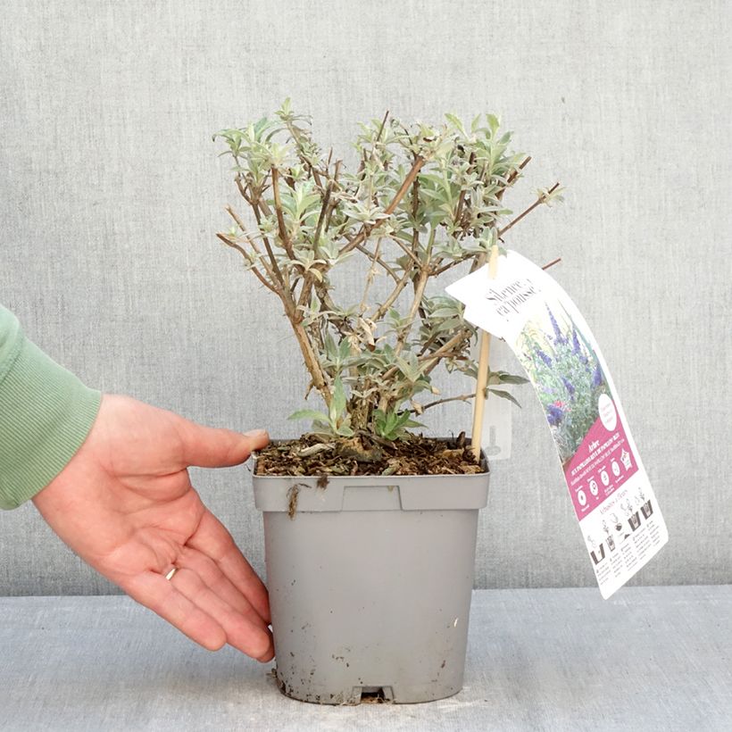 Buddleja davidii Reve de Papillon Blue - Butterfly bush 2L/3L pot sample as delivered in winter