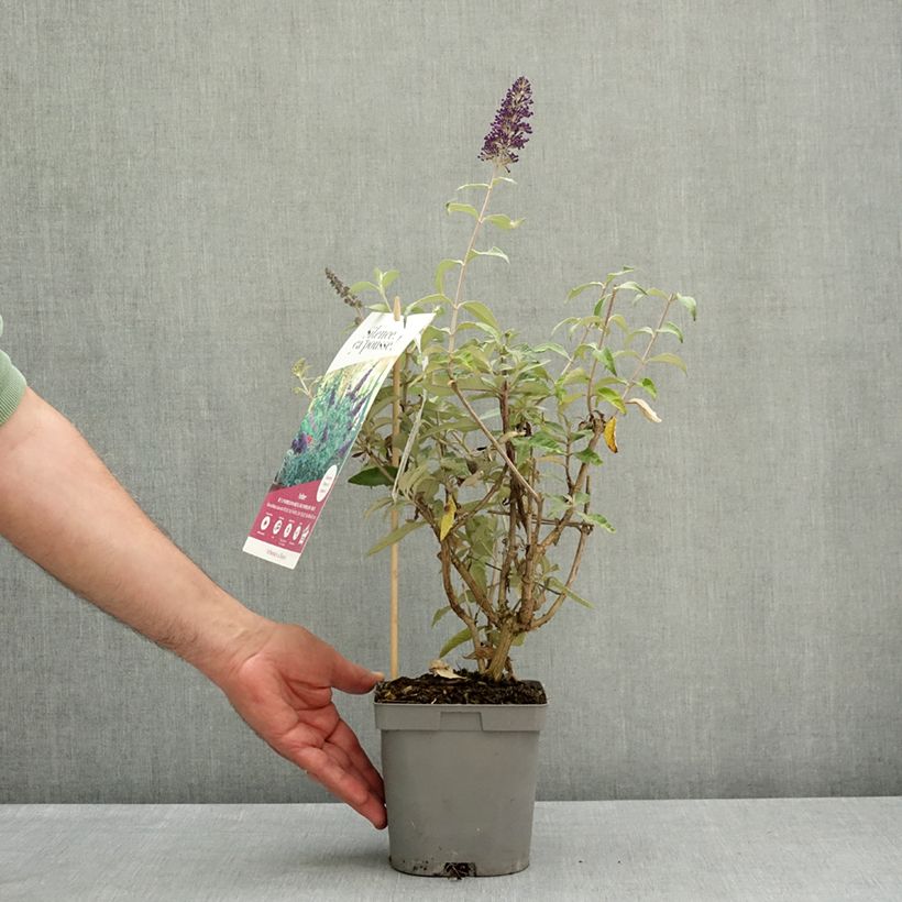 Buddleja davidii Reve de Papillon Blue - Butterfly bush 2L/3L pot sample as delivered in spring