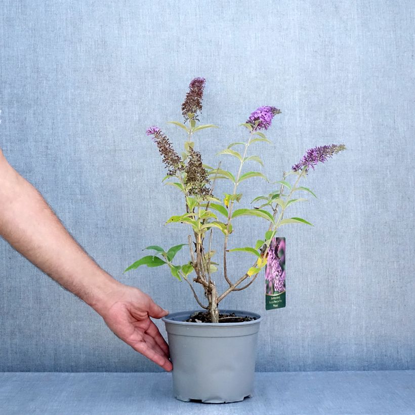 Buddleja davidii Rêve de Papillon Pink - Butterfly Bush 4L/5L pot sample as delivered in summer