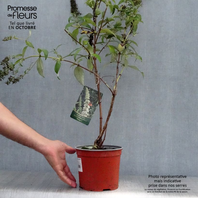 Buddleja davidii Rêve de Papillon Blanc - Butterfly Bush 2L/3L pot sample as delivered in autumn