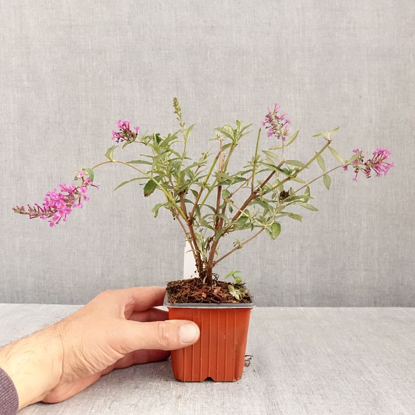 Buddleja davidii Sophie - Butterfly Bush 8/9 cm pot sample as delivered in autumn