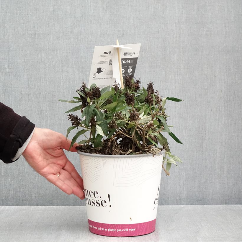 Buddleja x davidii Tiny Buddy Deep Blue - Butterfly Bush 4L/5L pot sample as delivered in autumn