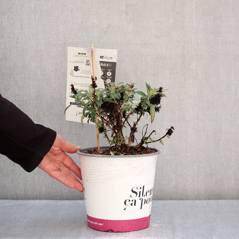 Buddleja x davidii Tiny Buddy Deep Blue - Butterfly Bush 4L/5L pot sample as delivered in winter