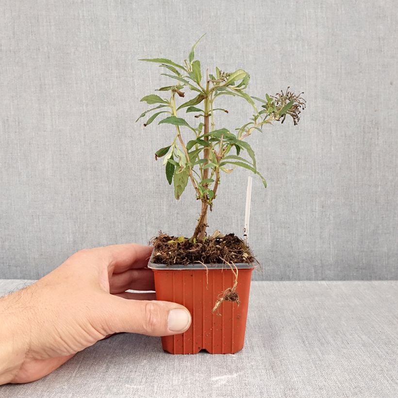 Buddleja davidii White Ball White - Butterfly Bush 8/9 cm pot sample as delivered in autumn