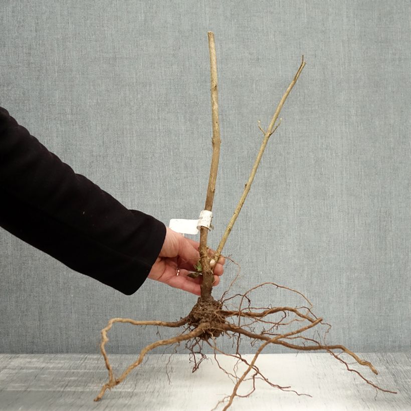 Buddleia Empire Blue - Butterfly Bush Bare root sample as delivered in winter
