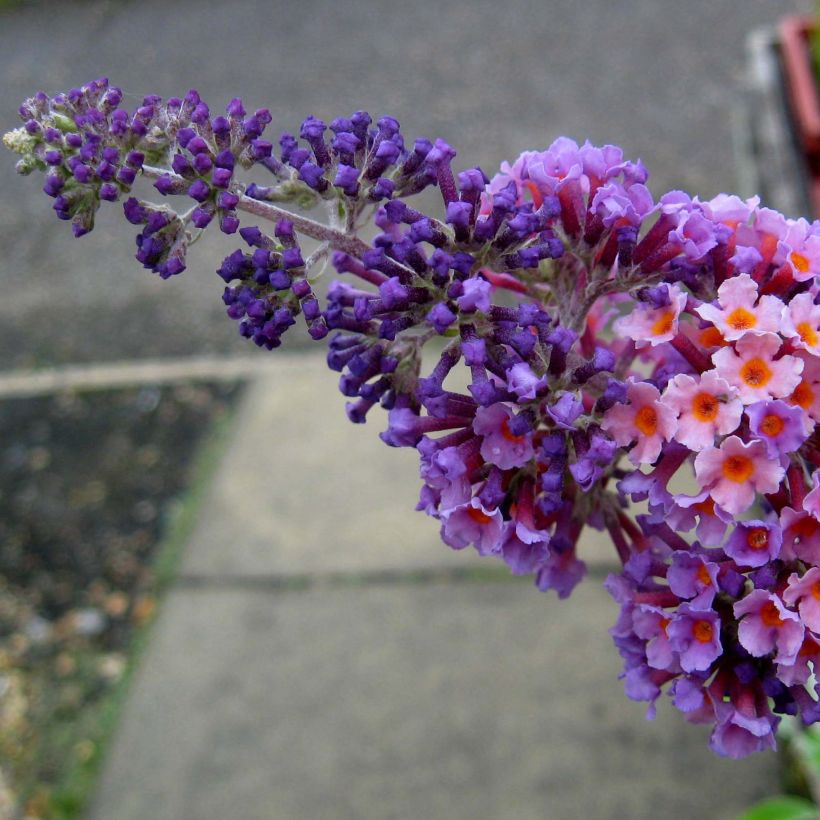Buddleja Flower Power - Butterfly Bush (Flowering)