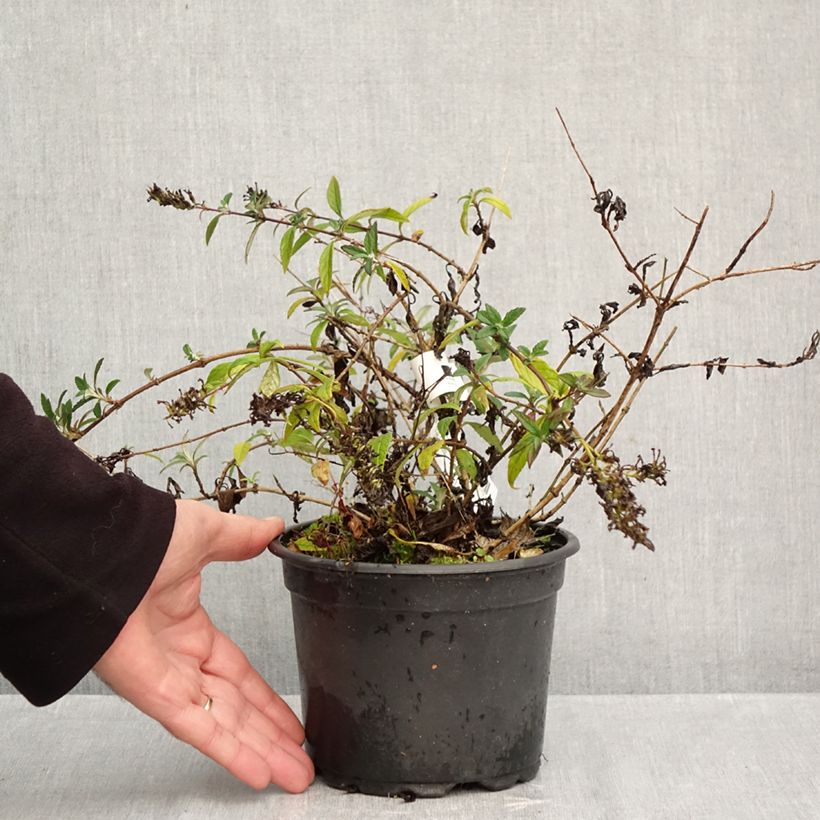 Buddleja davidii Free Petite Lavender Flow - Butterfly Bush 2L/3L pot sample as delivered in autumn