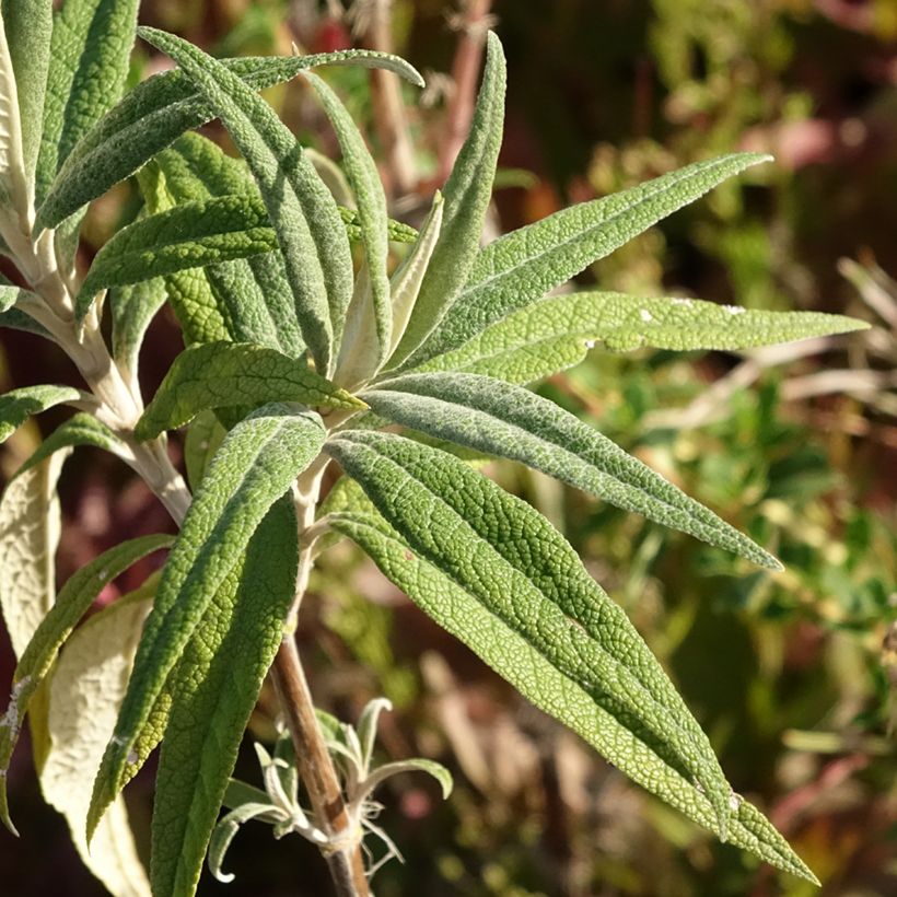 Buddleja globosa - Orange Ball Tree (Foliage)