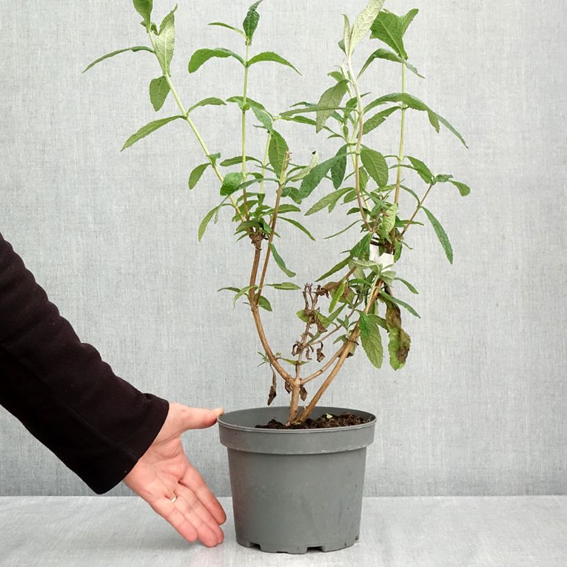 Buddleja globosa - Orange Ball Tree 3L/4L pot sample as delivered in autumn